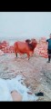 bakra