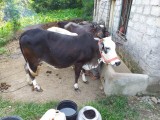 bakra