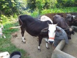 bakra