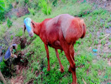 bakra