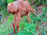 bakra