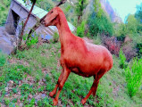 bakra