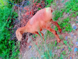 bakra