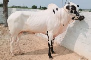 bakra