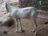 bakra