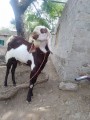 bakra