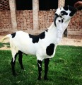 bakra