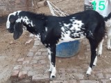 bakra