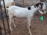 bakra