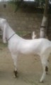 bakra