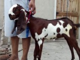 bakra