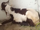 bakra