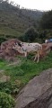 bakra