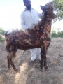 bakra